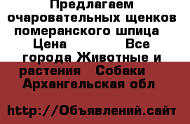 Предлагаем очаровательных щенков померанского шпица › Цена ­ 15 000 - Все города Животные и растения » Собаки   . Архангельская обл.